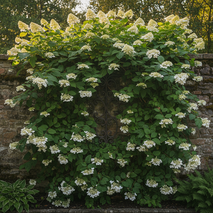 Climbing Hydrangea Seeds for Planting - Self Clinging Vine