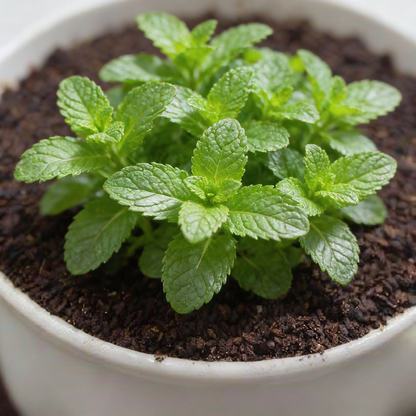 Peppermint Seeds – Mentha piperita Fresh Aromatic Herb Plant