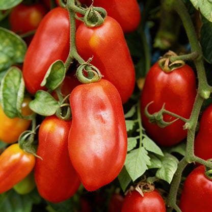 San Marzano Tomato Seeds for Planting – Heirloom Quality for Rich Flavorful Harvest