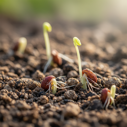 Carson Carrot Seeds – Premium Heirloom Variety for Crisp, Sweet Harvests