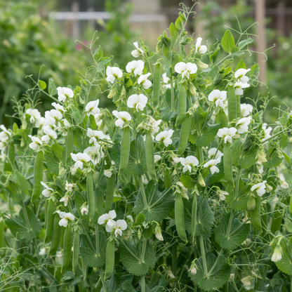 Hurst Green Shaft Pea Seeds for Planting – Heirloom English Garden Vegetable Seeds
