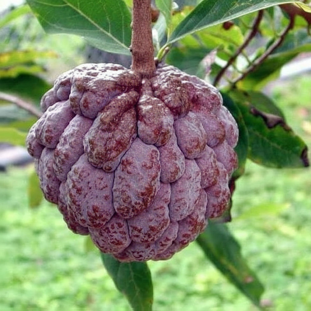 red-sugar-apple-seeds-sweet-sop-exotic-custard-apple-fruit-seeds