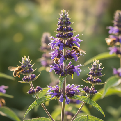 Agastache Hybrida Astello Indigo Seeds