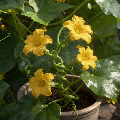 Cucumber Bush Seeds for Patio - Cucumber Seeds for Home Garden