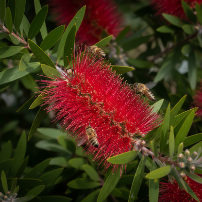 Callistemon Citrinus Flower Seeds for Garden Planting