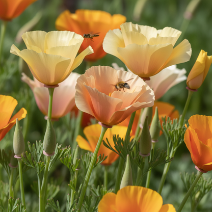 Eschscholtzia Mission Bells Flower Seeds for Garden Planting