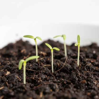 Evening Primrose Delight Flower Seeds for Planting