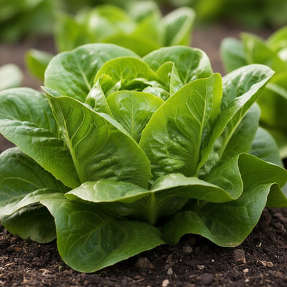 Butterhead White Lettuce Seeds - Heirloom Lettuce Seeds for Home Garden