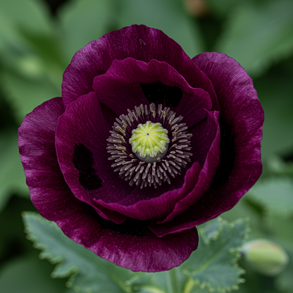 Papaver Paeoniflorin Black Peony Seeds for Garden Planting