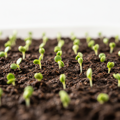 Petunia Daddy Mixed F1 Flower Seeds