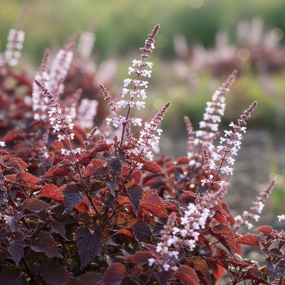 Red Shiso Seeds – Jeok Ssam Ip Perilla Aromatic Culinary Herb