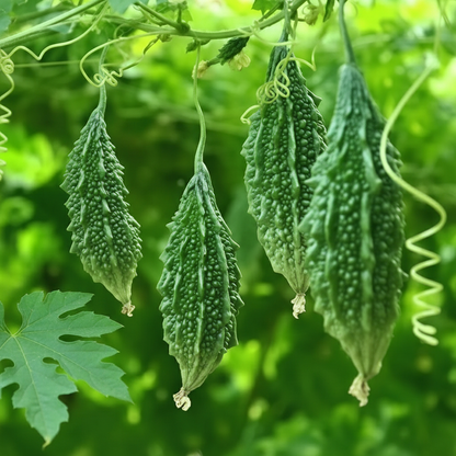 Bitter Gourd Seeds – Organic Seeds for Healthy Home Gardening