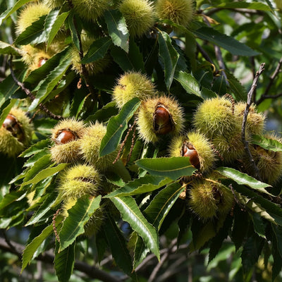 american-chestnut-seeds-for-planting-castanea-dentata