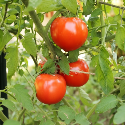 Celebrity Tomato Seeds – High-Yield Disease-Resistant Hybrid