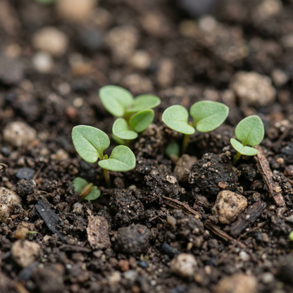 Scarlet Pimpernel Flower Seeds for Planting – Bright Groundcover Wildflower for Garden Beds