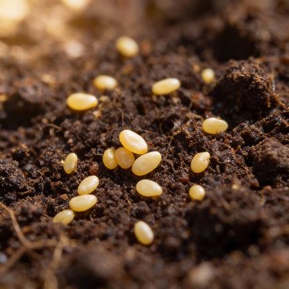 Tomato Tumbler Seeds for Planting – Grow Abundant and Delicious Cherry Tomatoes