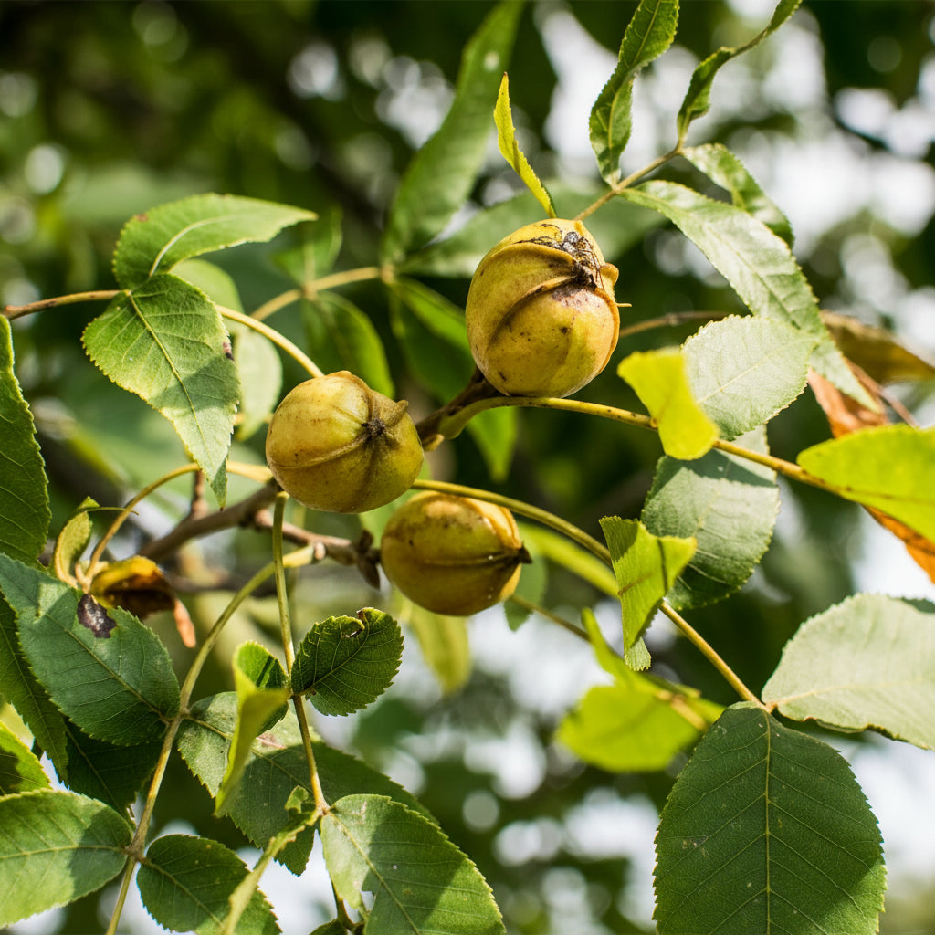 Bitternut Hickory Seeds – Carya cordiformis Tree Seeds for Planting