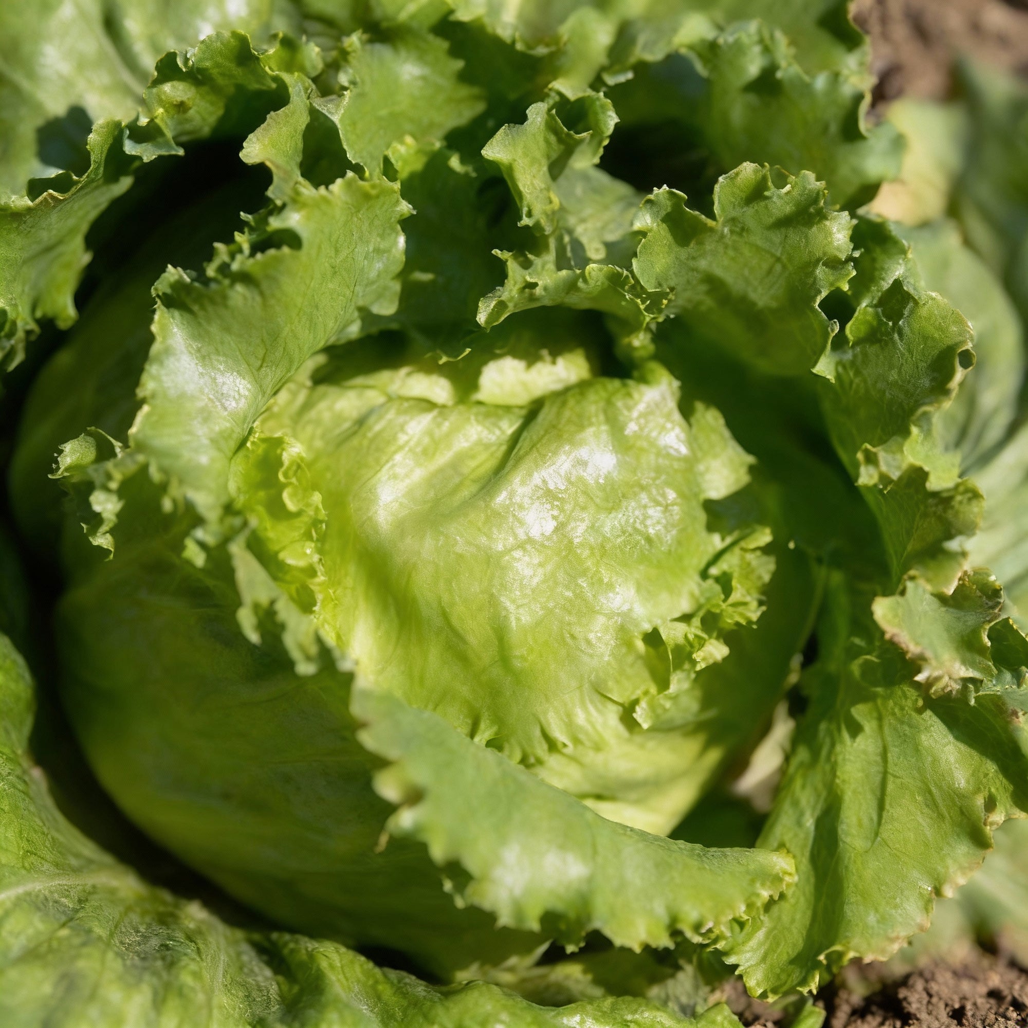 lettuce-forellenschluss-seeds-heirloom-speckled-romaine-lettuce