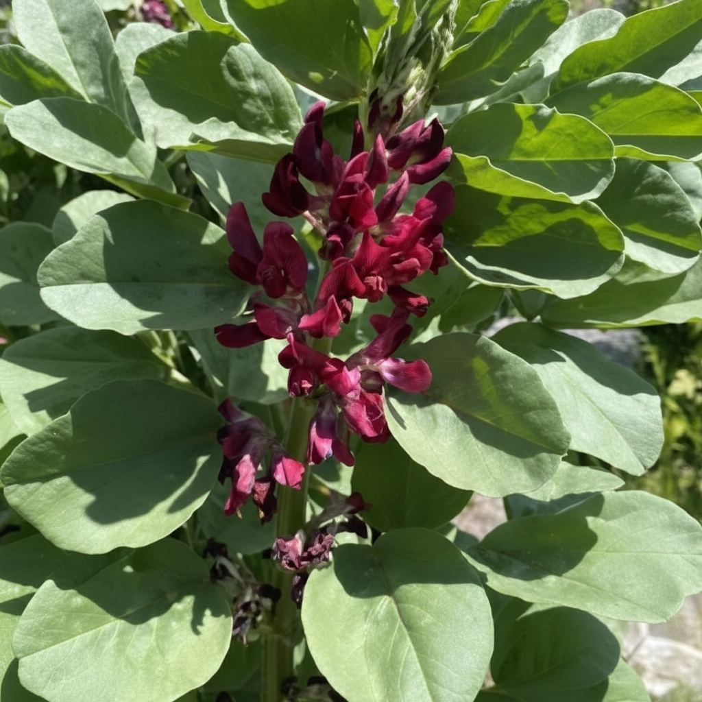 broad-bean-red-epicure-seeds-high-yield-nutritious-vegetable-seeds-for-gardening