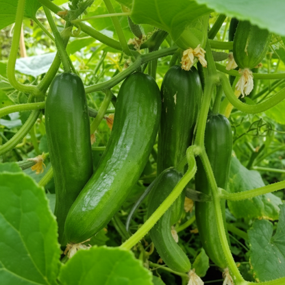 Tyria Cucumber Seeds – High Yield Greenhouse & Outdoor Variety
