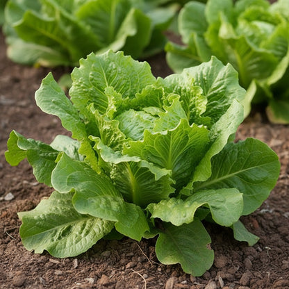 Great Lakes Lettuce Seeds – Heirloom Fresh Crisp Iceberg Variety