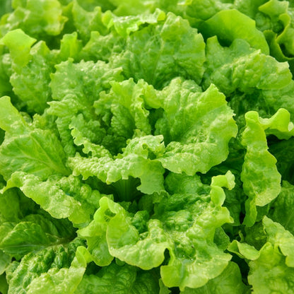 Black Seeded Simpson Lettuce Seeds – Fresh Heirloom Leafy Greens