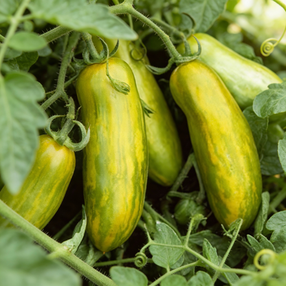 Tomato Green Sausage Seeds Premium Quality for Gardening