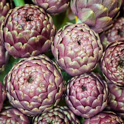Purple Headed Artichoke Seeds for Planting – Vegetable Seeds for Growing Stunning Purple Artichokes