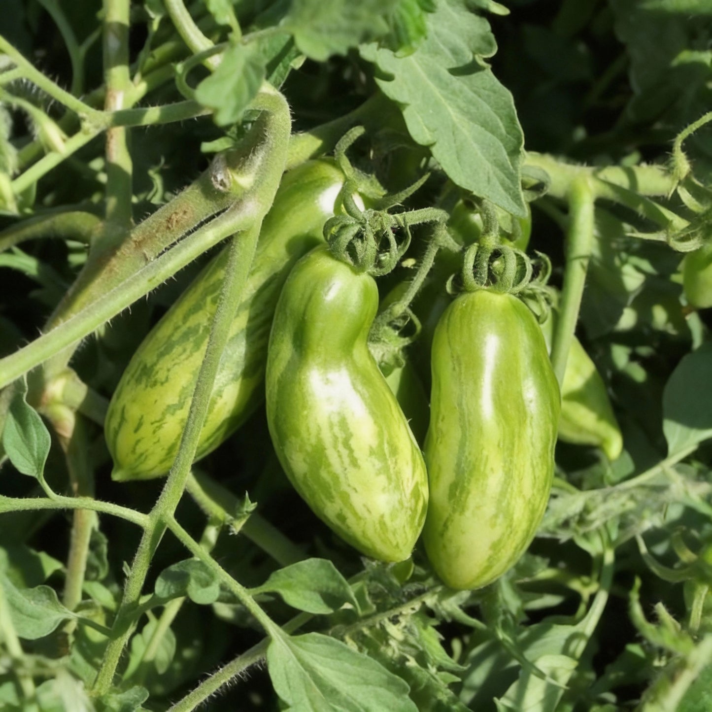Tomato Green Sausage Seeds Premium Quality for Gardening