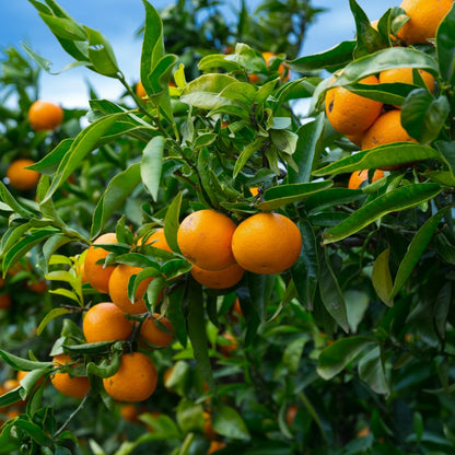 Kinnow Orange Seeds for Planting – Sweet Juicy Mandarin Hybrid Fruit Seeds