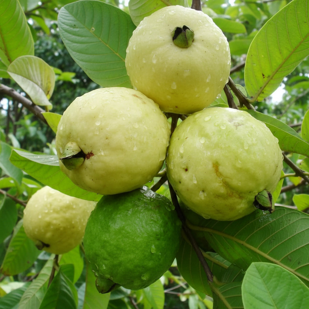Red Guava Seeds for Planting