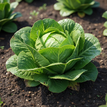 Iceberg Lettuce Seeds – Crisp Fresh High-Yielding Garden Variety