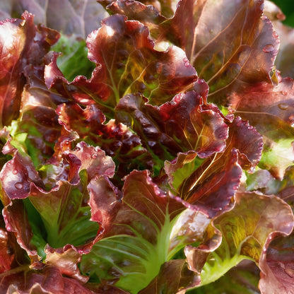 Red Oakleaf Lettuce Seeds – Fresh & Nutritious Ideal for Home Gardens