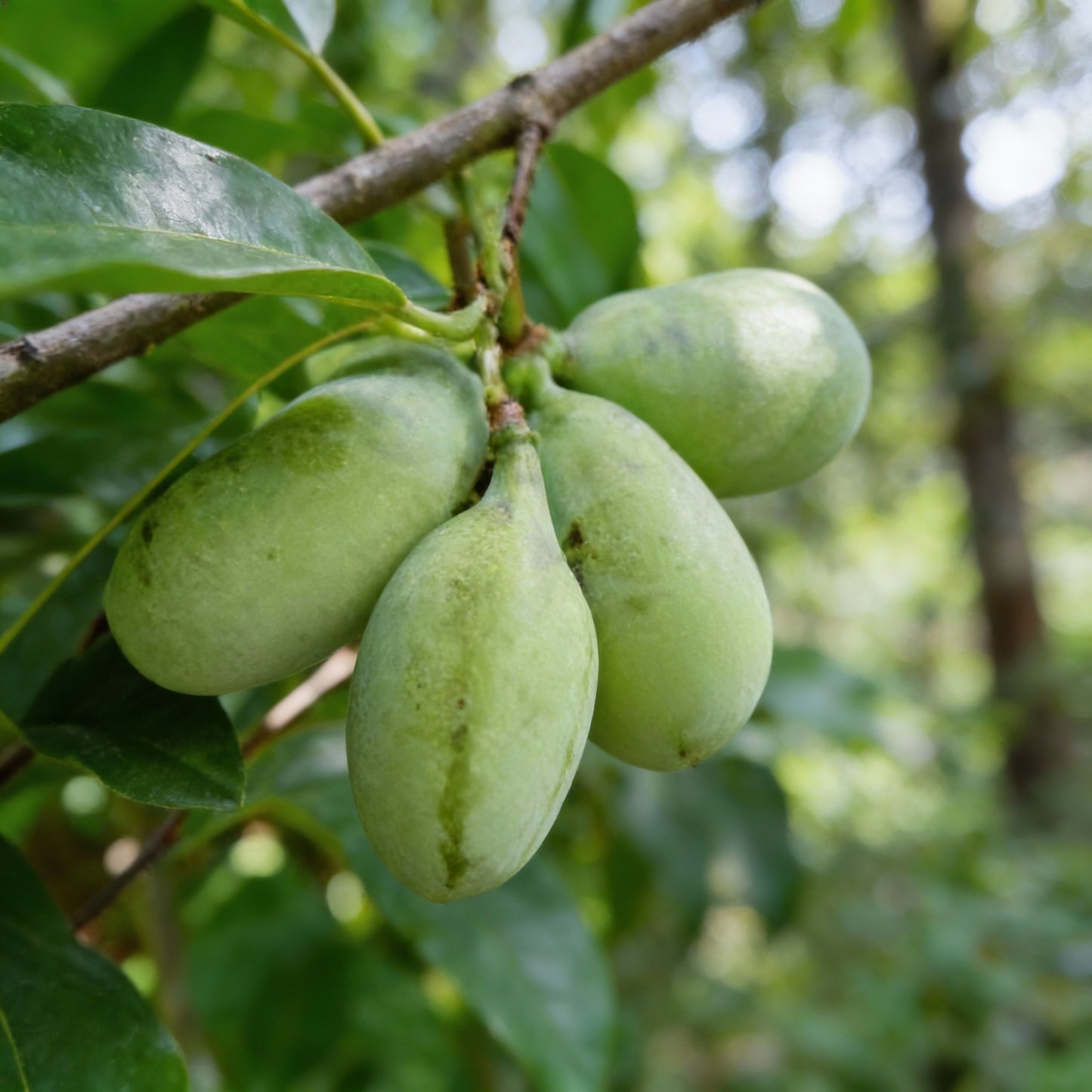 Asimina triloba Pawpaw Seeds – Low-Maintenance Edible Fruit Tree Seeds