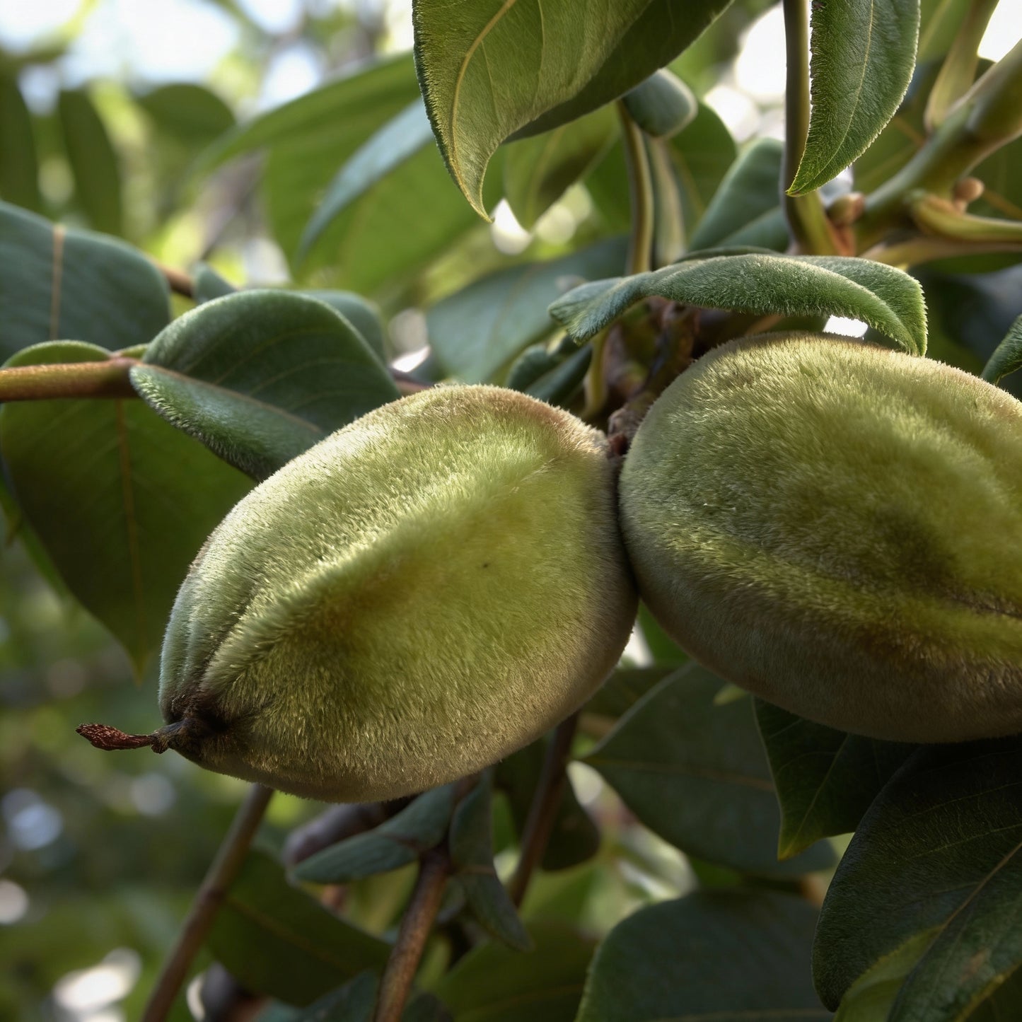 Butternut Tree Seeds (Juglans cinerea) for Planting – Hardy Nut Tree Seeds