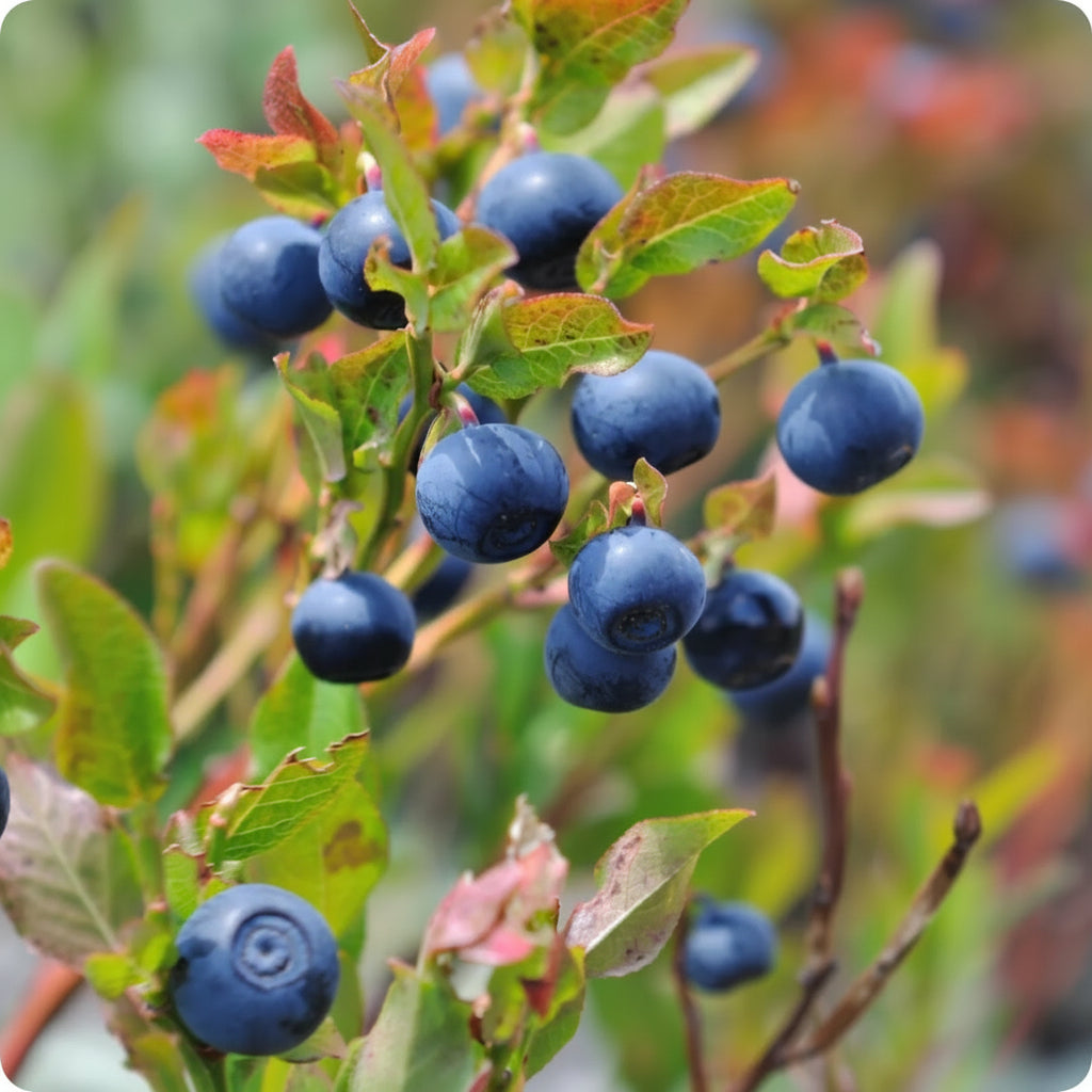 Lowbush Blueberry Seeds (Vaccinium angustifolium) – Dwarf Blueberry Fruit Shrub Seeds
