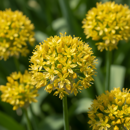 Allium Moly Flower Seeds for Garden Planting