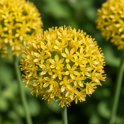 Allium Moly Flower Seeds for Garden Planting
