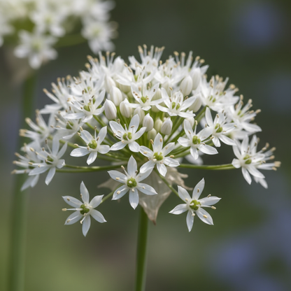 Allium neapolitanum Flower Seeds