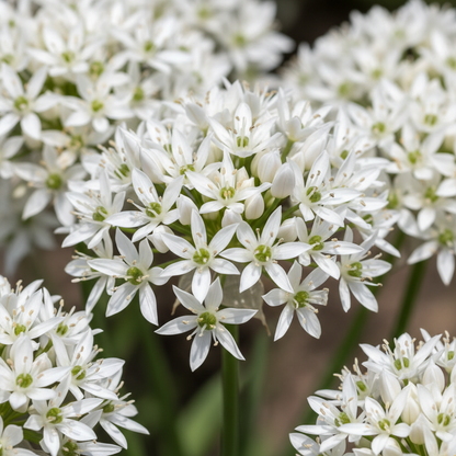 Allium neapolitanum Flower Seeds