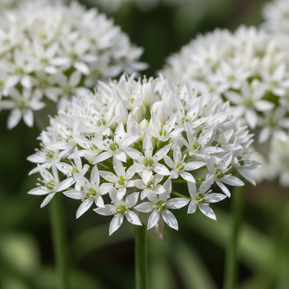 Allium neapolitanum Flower Seeds