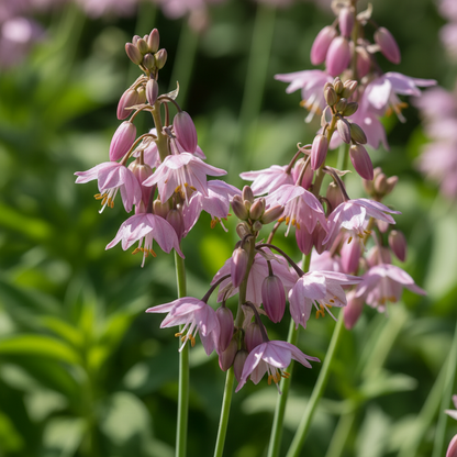 Allium Winklerianum Flower Seeds for Garden Planting