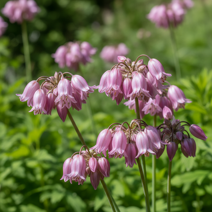 Allium Winklerianum Flower Seeds for Garden Planting