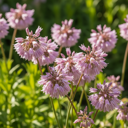Allium Winklerianum Flower Seeds for Garden Planting