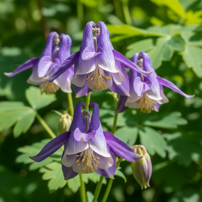Aquilegia Pyrenaica Seeds for Garden Planting