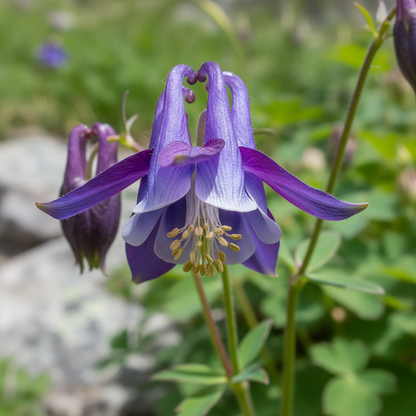 Aquilegia Saximontana Seeds for Garden Planting