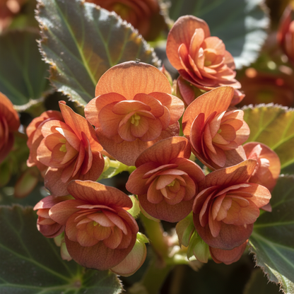 Begonia Ferruginea Seeds – Rare Rust-Colored Flower Seeds