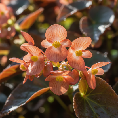 Begonia Ferruginea Seeds – Rare Rust-Colored Flower Seeds