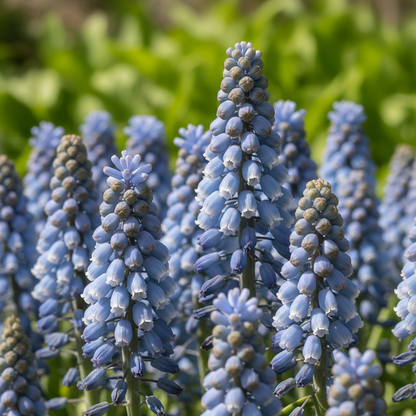 Bellevalia Dubia Seeds for Garden Planting