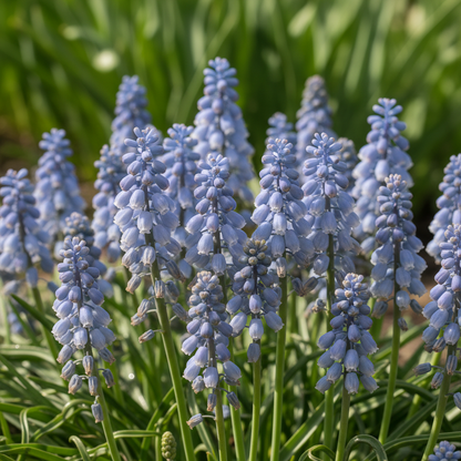 Bellevalia Dubia Seeds for Garden Planting